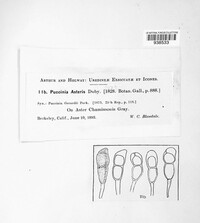 Puccinia asteris image